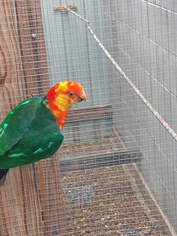 King parrot pair