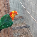 King parrot pair