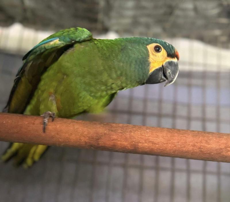 Illiger Macaw