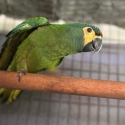 Illiger Macaw