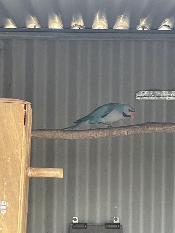 Blue moustache mature male