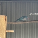 Blue moustache mature male