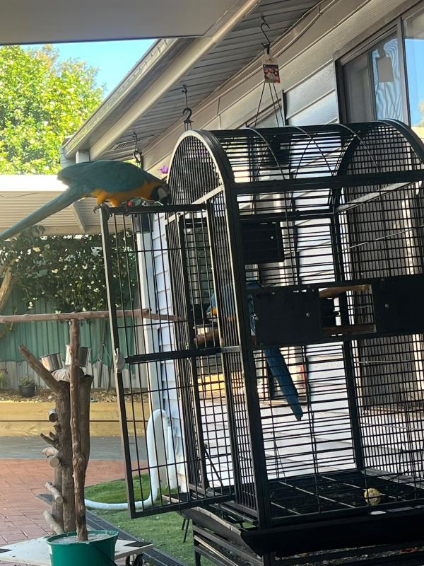 Blue and gold mccaw pair