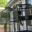 Blue and gold mccaw pair