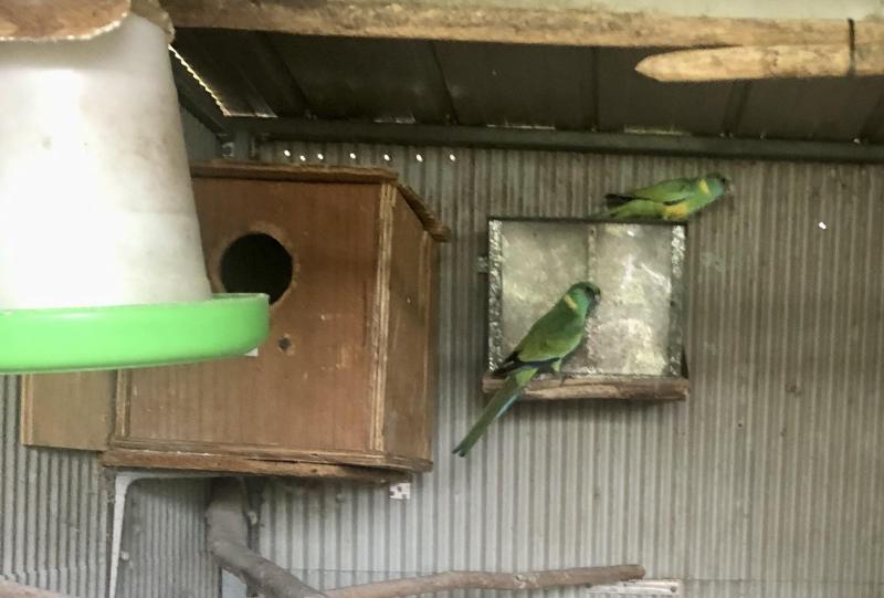 Cloncurry parrots for sale