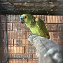 Blue fronted Amazon