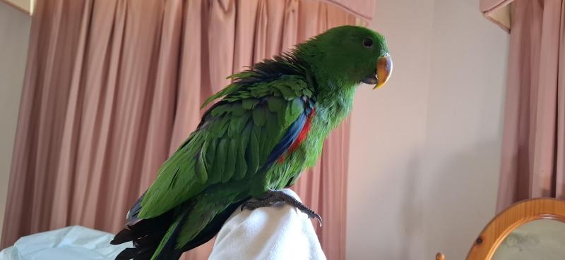 Eclectus hand raised