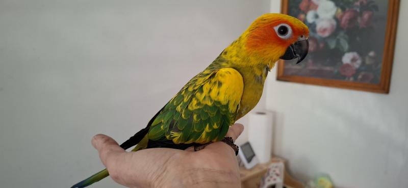 Sun conures  hand raised