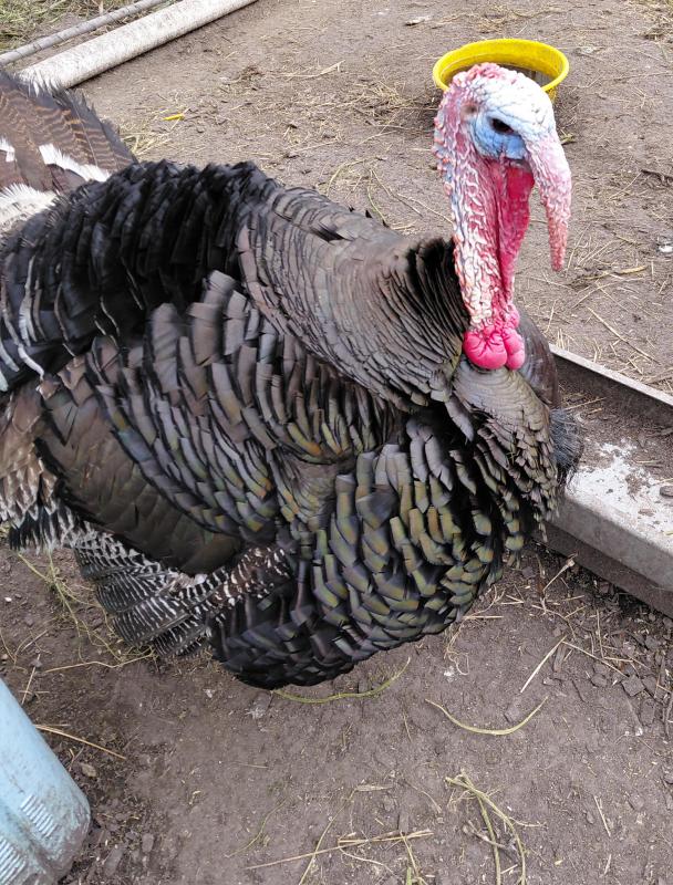 HANDSOME TURKEY