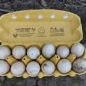 FERTILE MUSCOVY DUCK EGGS